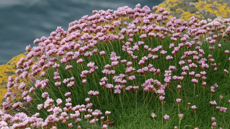 Sea Thrift