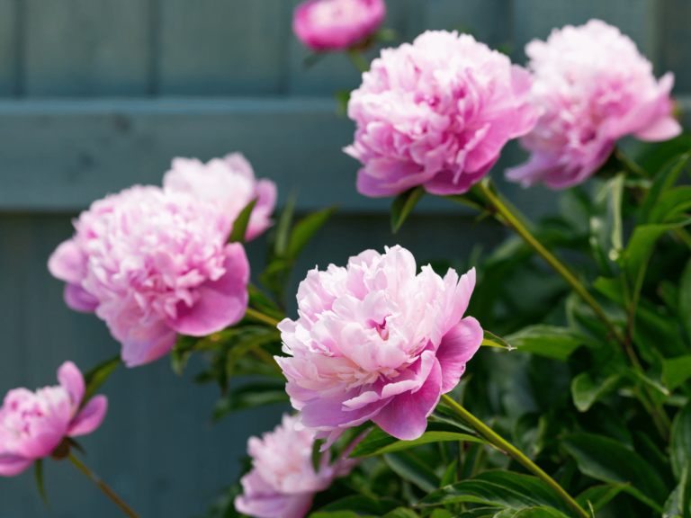 Sarah Bernhardt Peony - 3